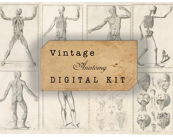 Vintage Anatomy Digital Printable Ephemera |Vintage Photos |Instant Download |Digital Collage |Vintage Images | Vintage antique Ephemera