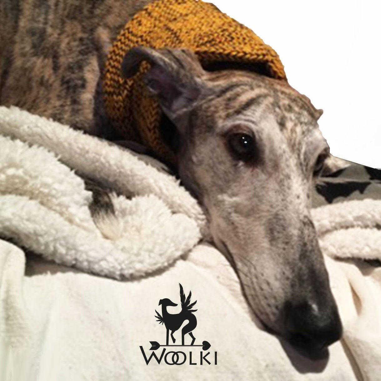 Pull pour levrier galgo sale