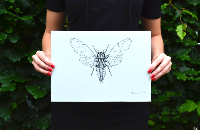 Fineliner Insects Fineliner Original Illustration of a Fly | A4 - Etsy