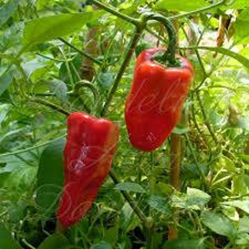 Smoked Leutschauer Paprika Etsy