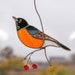 see more listings in the MORE Birds & Insects section