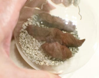 Funny Faux Poop Ornament: Gag Gift for Coworker