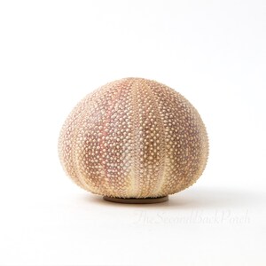 May include: A natural sea urchin shell with a rounded, dome-like shape. The exterior features a textured surface with small, raised bumps arranged in vertical radial patterns, displaying a gradient of pale beige, tan, and soft pinkish-purple hues.