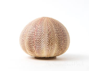 Vintage Ben Rickert Sea Urchin Potpourri Pomander | Coastal Marine Decor