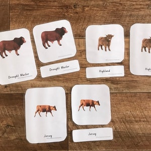 Montessori inspiriert 3-teilige Karten - Rinder - Kuh - Tier - Bildungs - Spielzeug - lernen - Karte