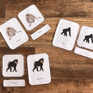 Tarjetas de 3 partes inspiradas en Montessori - Primate - Animal - Educativo - Juguetes - Aprendizaje - Tarjeta