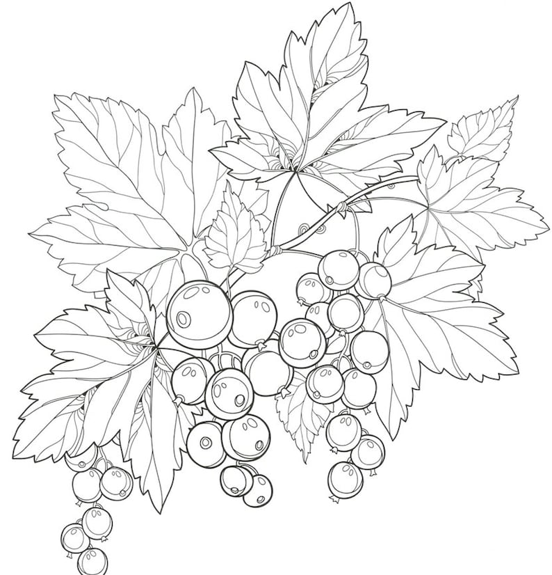 Куст калины рисунок карандашом