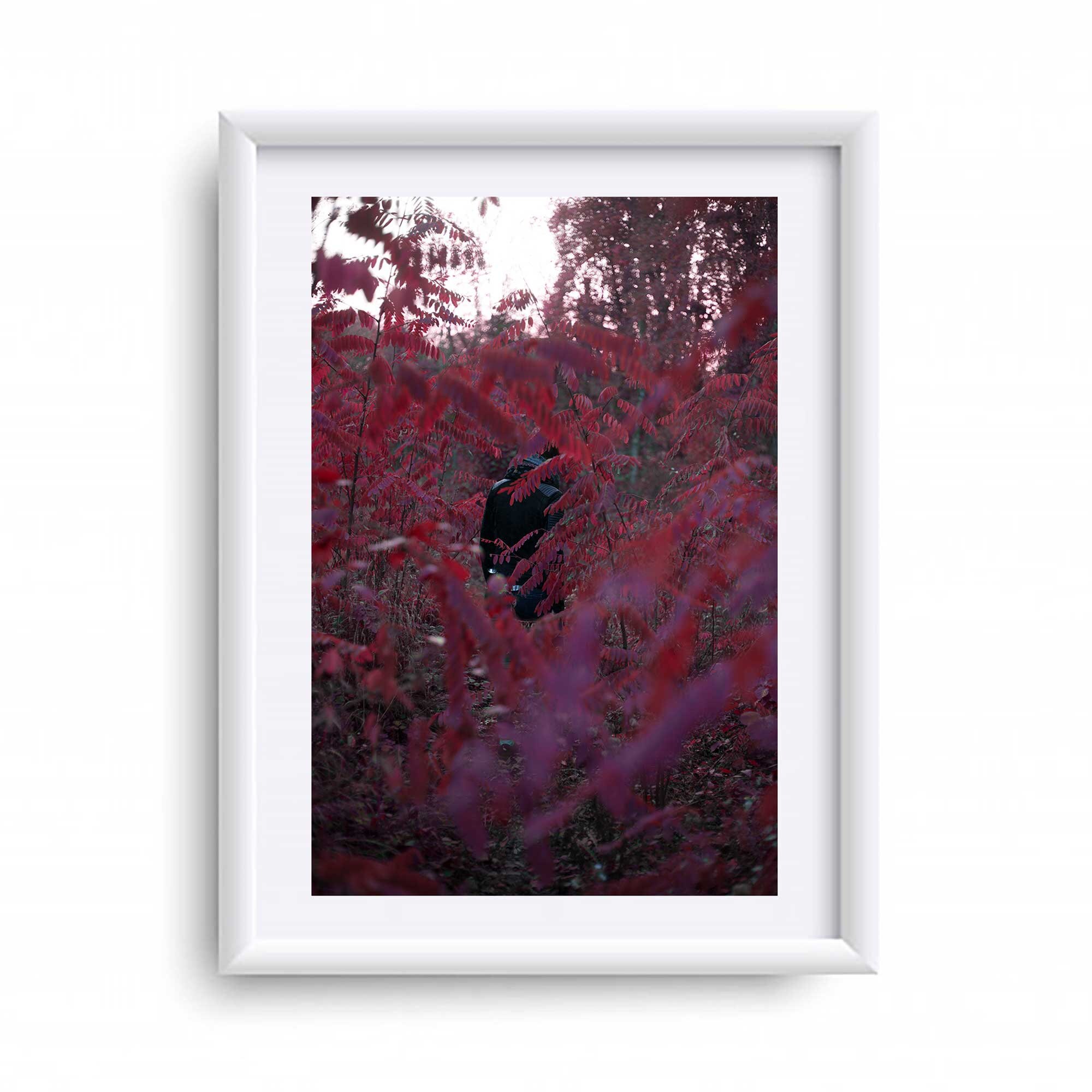 Tirage Photo La Forêt Rose