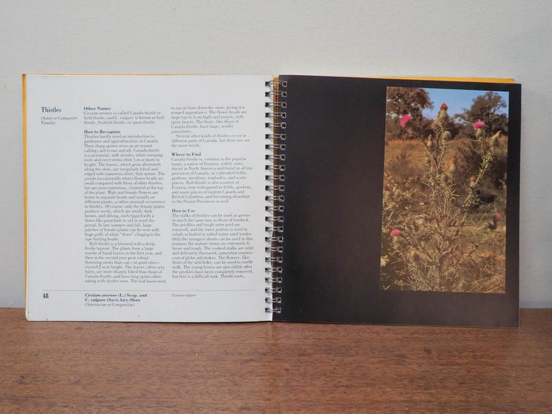 May include: Open book with text and a color photograph of thistles. The left page has text about thistles, including their other names and how to recognize them. The right page has a photo of thistles with pink flowers.