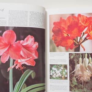 May include: A page from a book featuring images of flowers. The left side displays a close-up of a large, pink Amaryllis flower with green leaves. The right side shows a cluster of orange flowers and other floral arrangements.