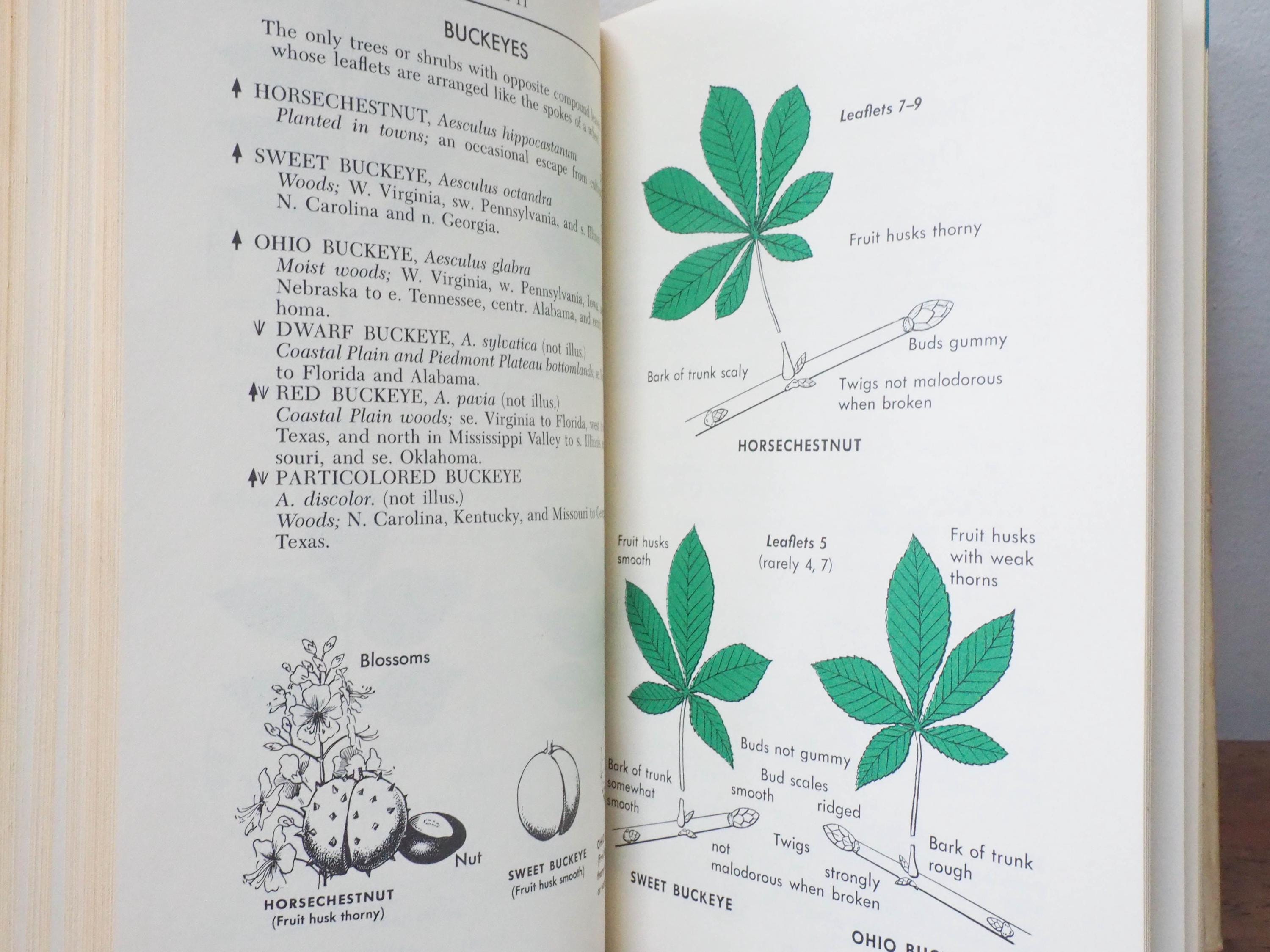 A Field Guide to Trees and Shrubs - Peterson Field Guide - George A ...