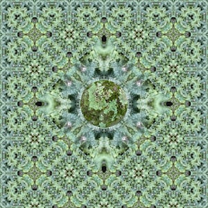 Global Lichens