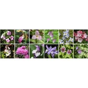 Pink Wildflowers panel