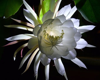 Night Blooming Cereus Quilt Panel