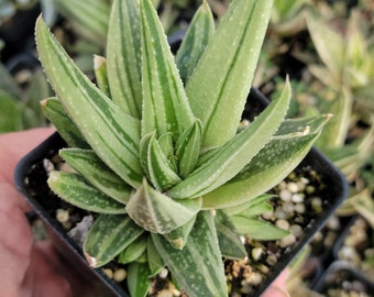 Gasteria 'Green Ice'