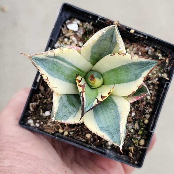 Agave titanota 'Snaggle Tooth' - 3.5 inch pot