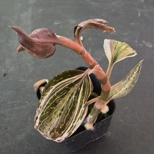 Anoectochilus reinwardtii x Ludisia discolor &#39;Salmon Sandstone&#39; (variegated) - RARE Variegated Jewel Orchid - EXACT