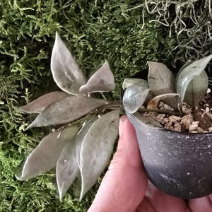 Hoya lacunosa &#39;Louisa&#39;s Silver&#39; - established plant