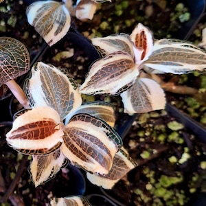 Anoectochilus Roxburghii Variegated - Jewel Orchid - Etsy