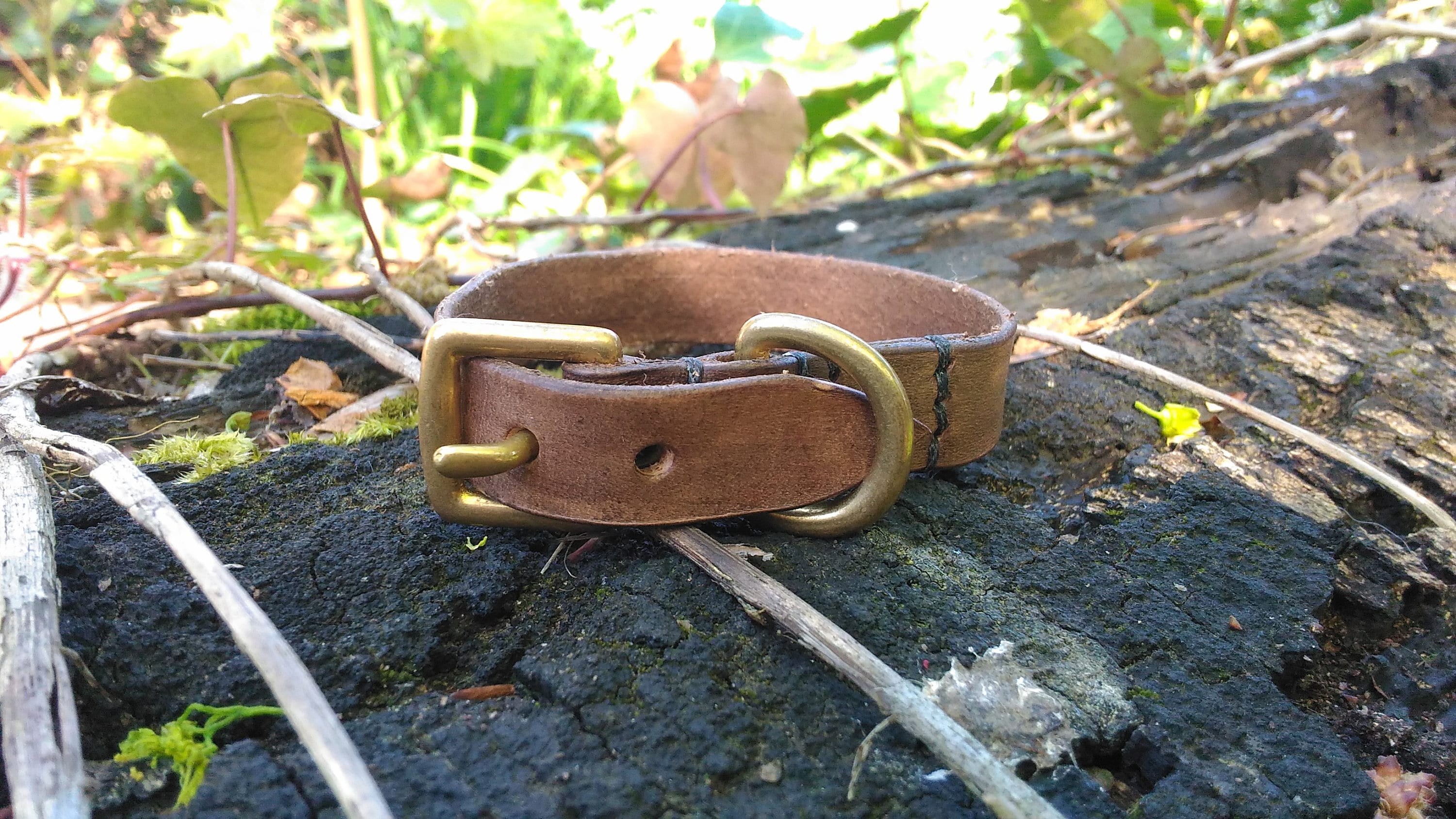 Collier Pour Chat/Chaton