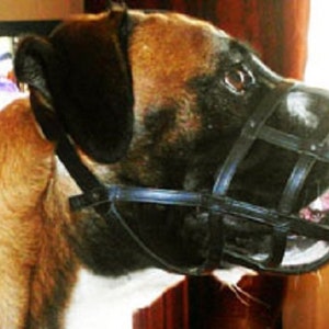 Könnte beinhalten: Ein brauner und weißer Hund, der einen schwarzen Ledermaulkorb trägt. Der Maulkorb hat ein Drahtkäfigdesign und wird mit einem Riemen um den Kopf des Hundes befestigt.