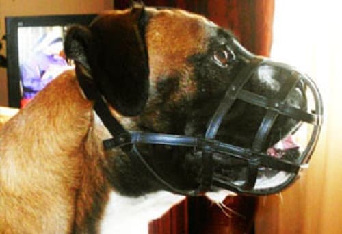 muzzle suitable for boxer