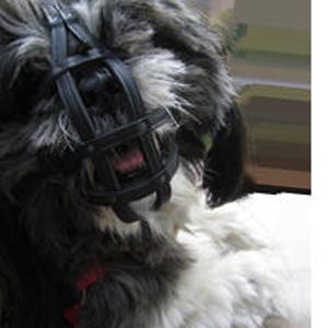 muzzle for a shih tzu