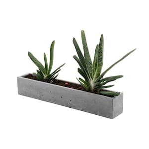 Könnte beinhalten: Ein grauer Betontopf mit zwei grünen Sukkulenten. Der Topf ist rechteckig und hat eine raue Textur.