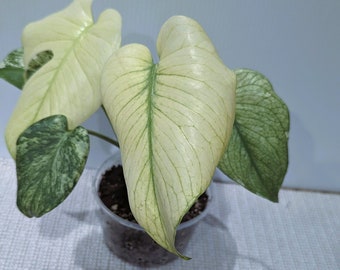 Monstera Deliciosa Full Mint Variegated * Active growing plant* Exact plant