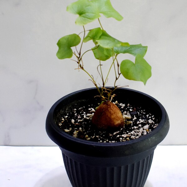 Dioscorea Elephantipes very rare succulent cactus  Real Live Plant