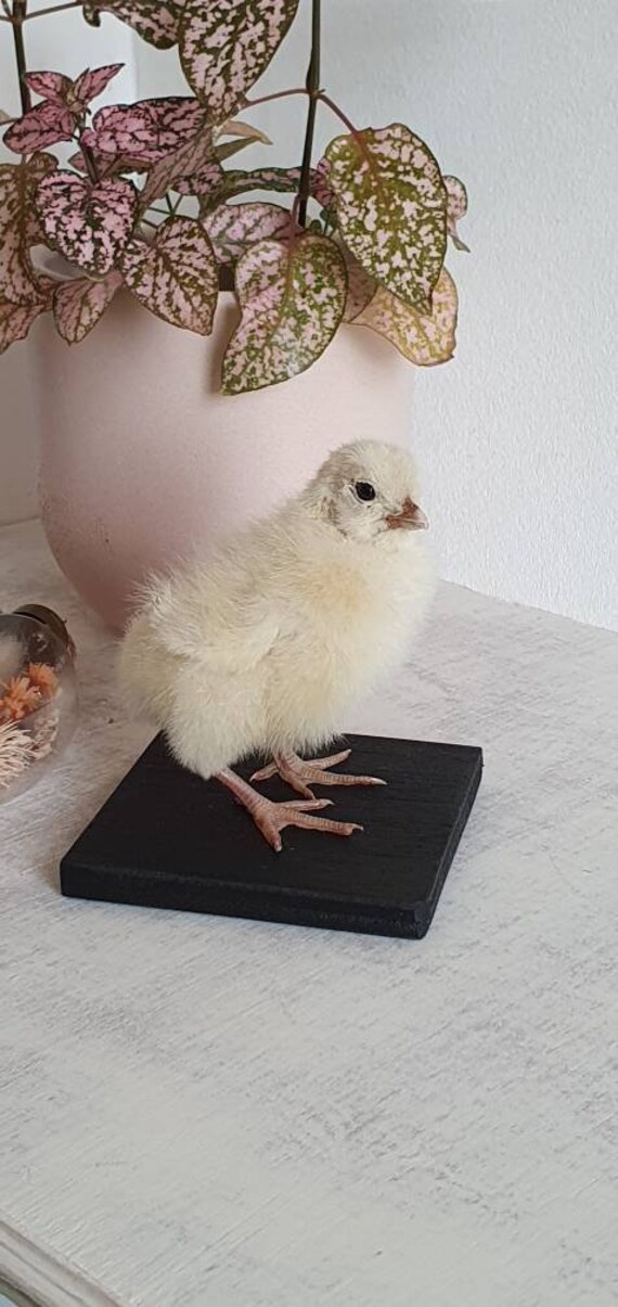 Joli Poussin Naturalisé