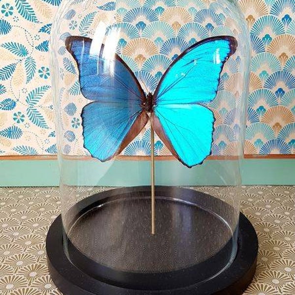 Cloche morpho