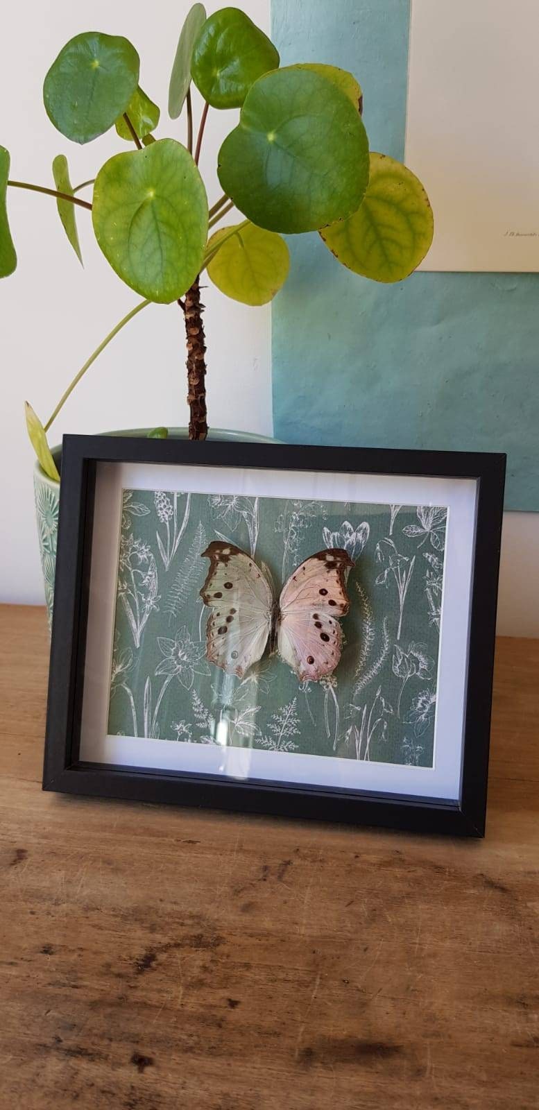 Cadre Noir Botanique Papillon Parnassius