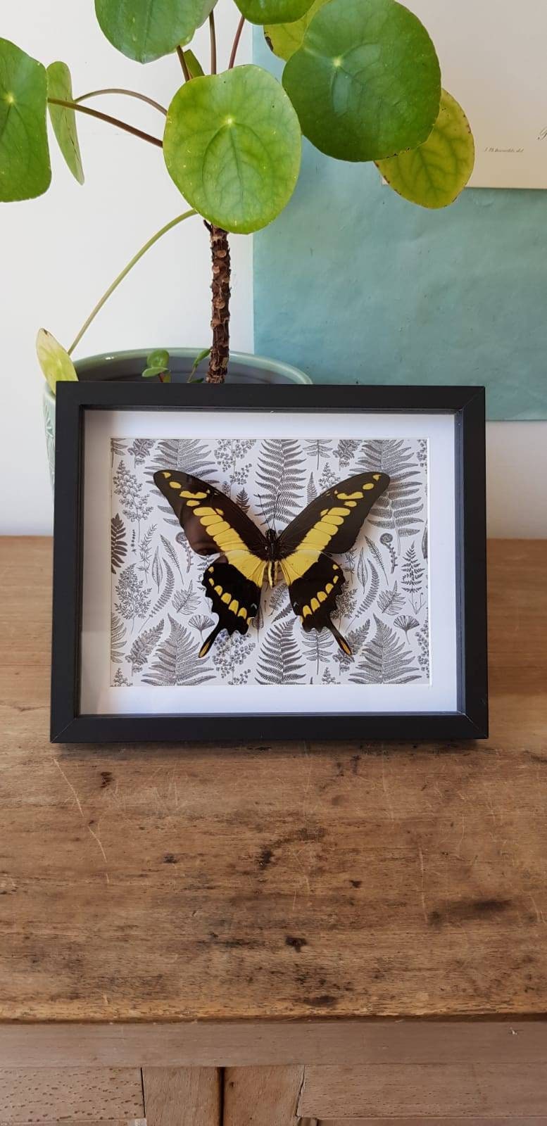 Cadre Botanique Papilio Thoas Cinyras