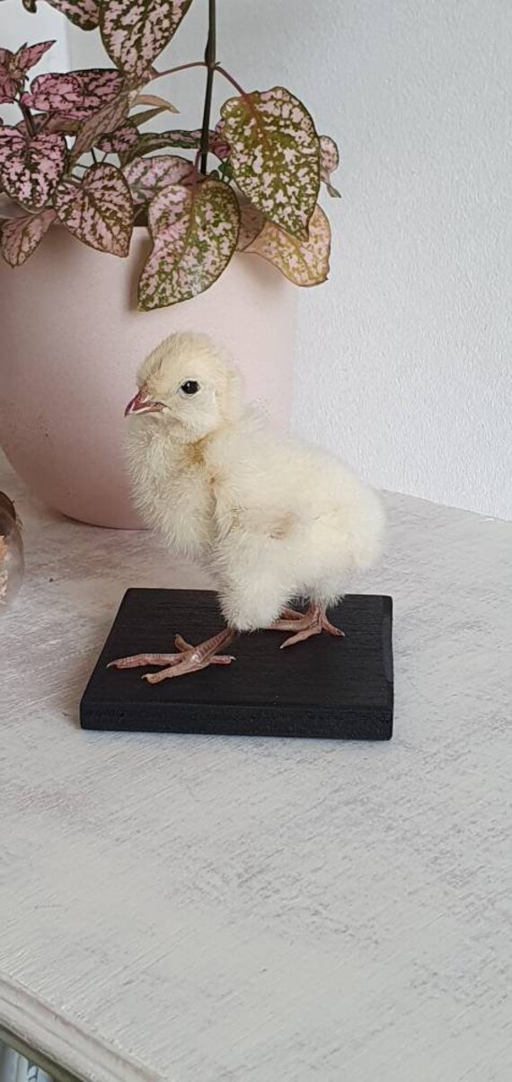 Joli Poussin Naturalisé