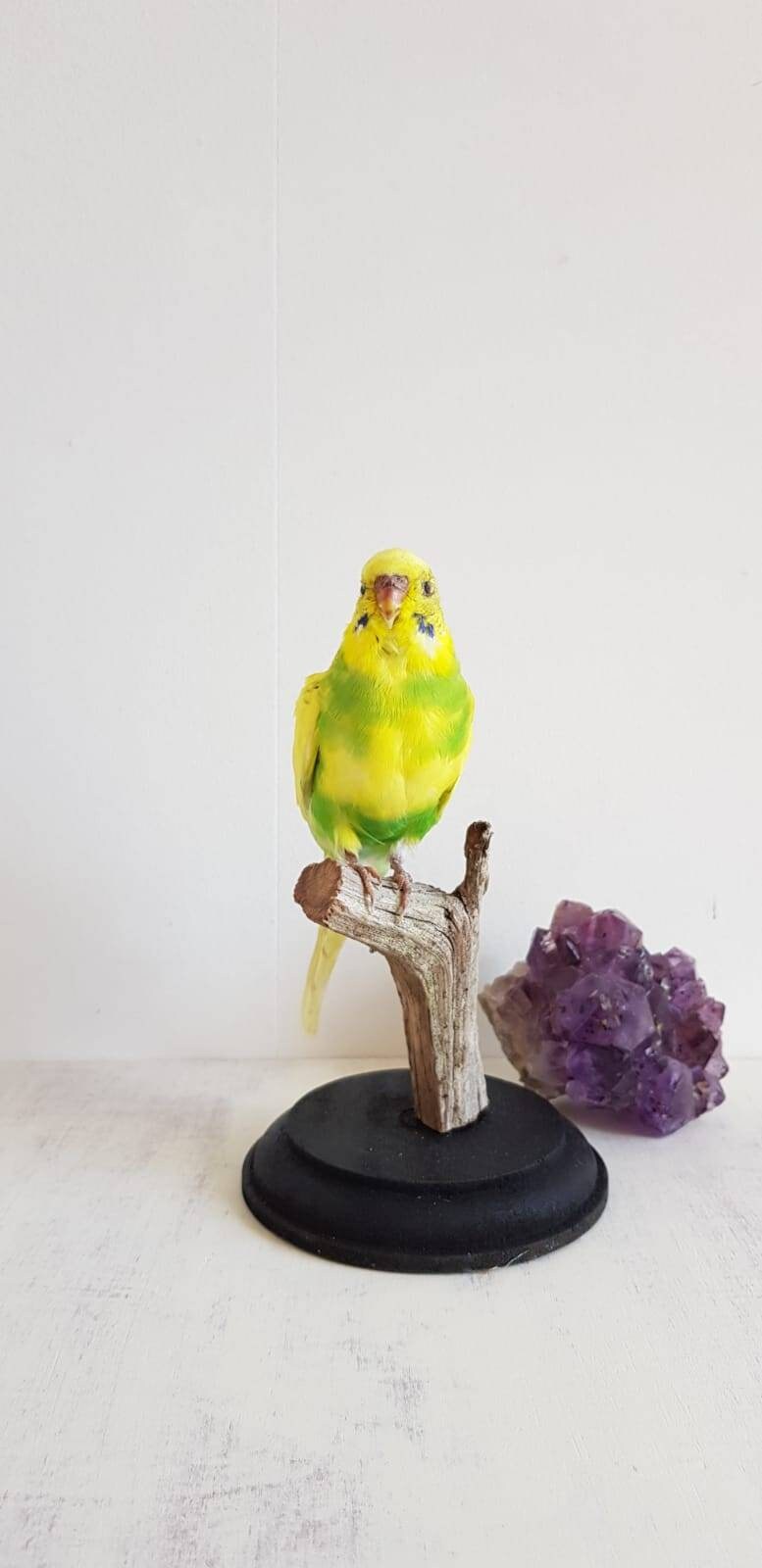 Perruche Naturalisée Verte et Jaune