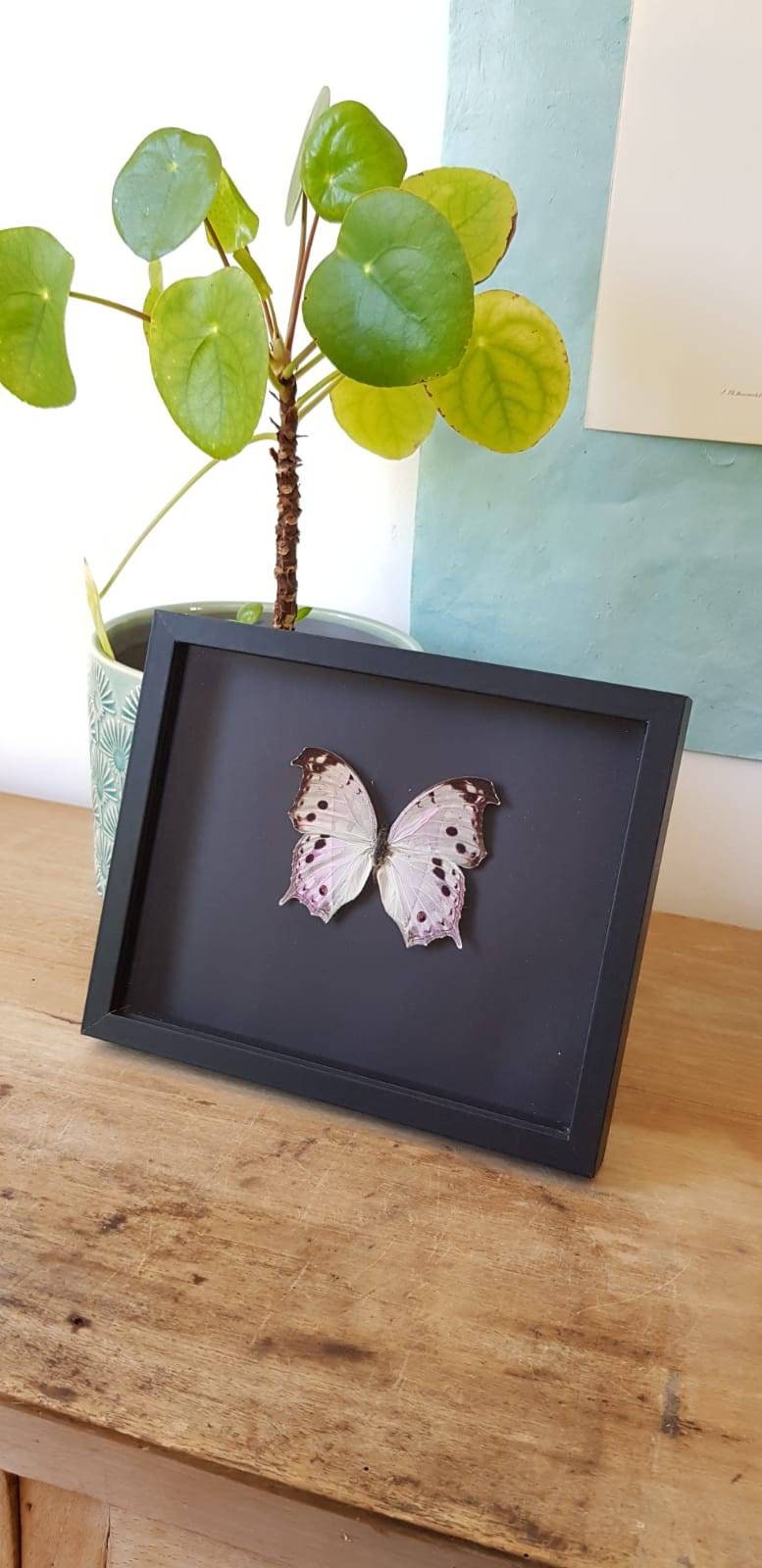 Cadre Noir Parnassius