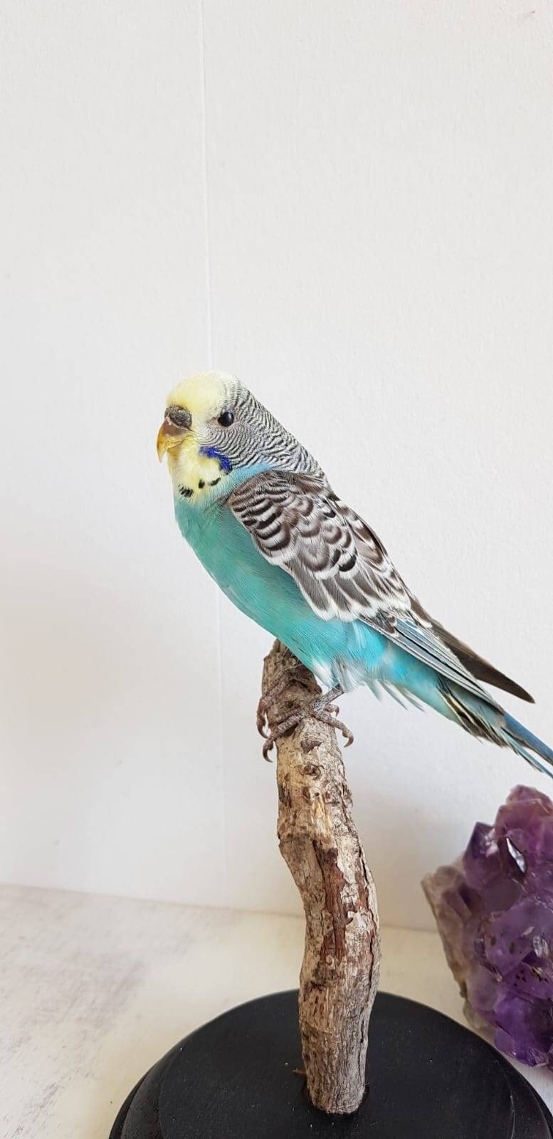 Perruche Naturalisée Verte et Jaune