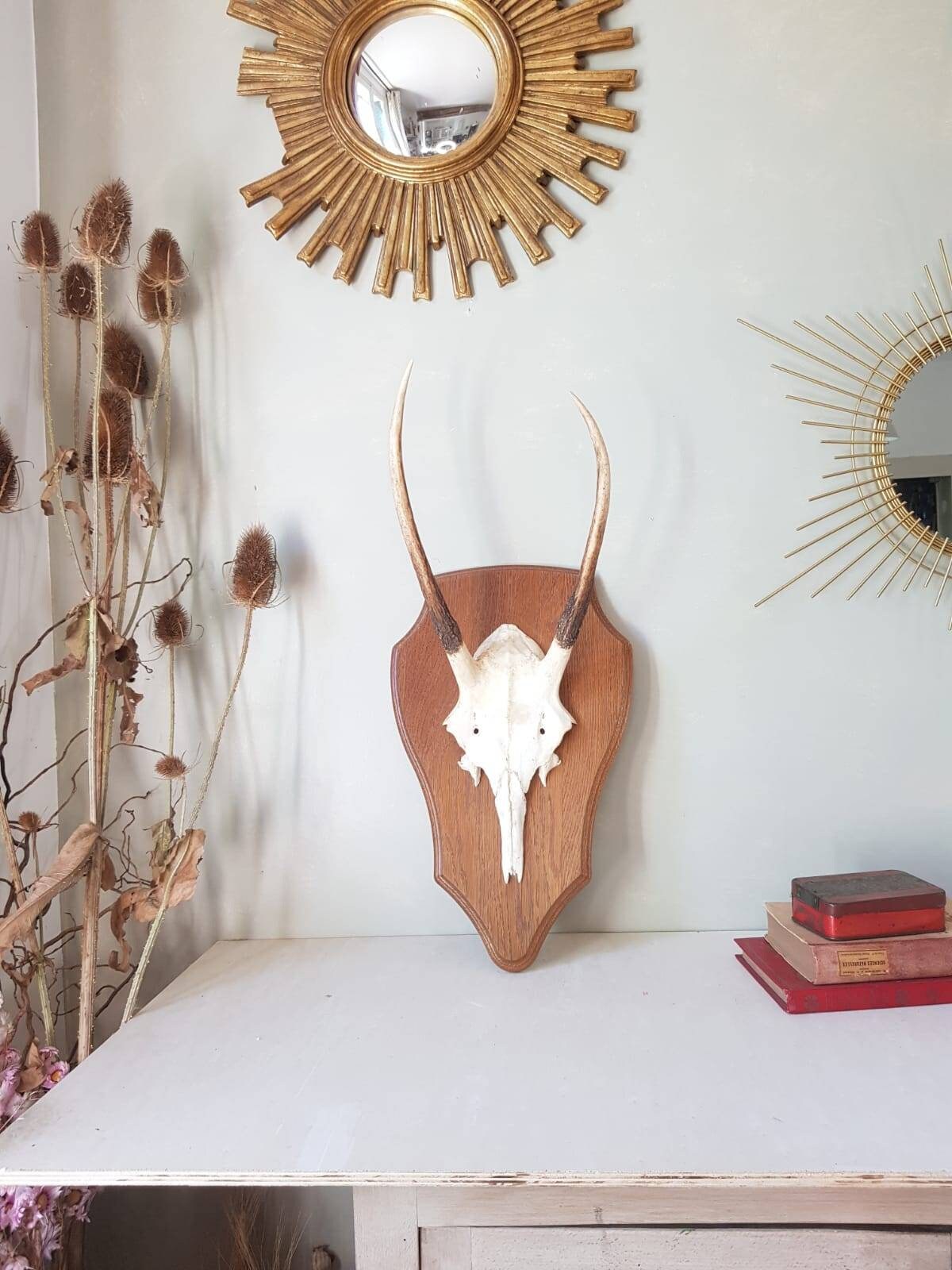 Trophee de Daguet.bois Cerf, Corne Cerf | Annonce 2