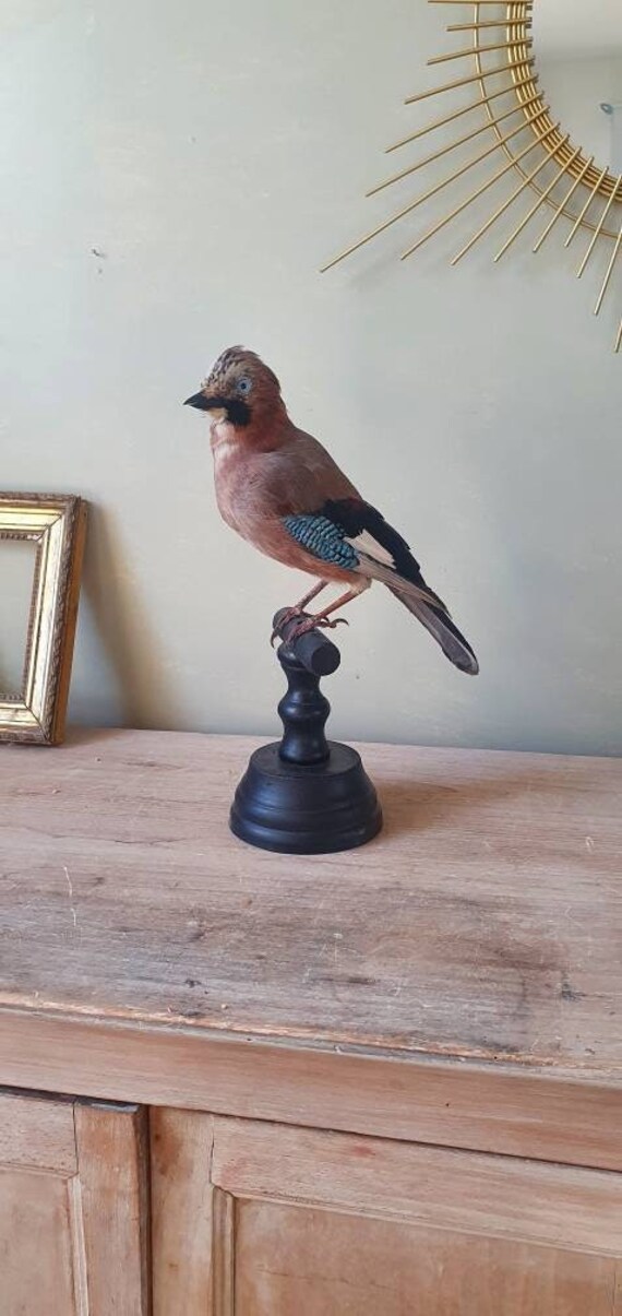 Geai Des Chênes sur Perchoir Muséum Taxidermie d'oiseau