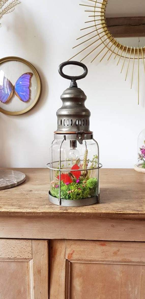 Baladeuse Sangaris, Cloche en Verre Papillon, Terrarium