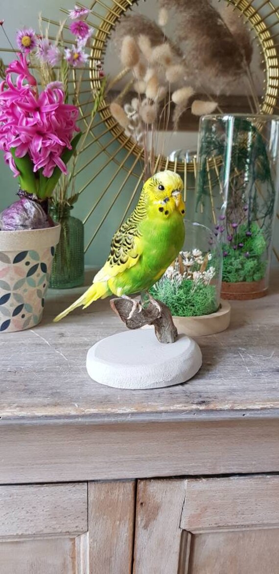 Perruche Naturalisée Verte et Jaune