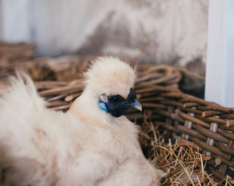 Silkie Eggs for Hatching
