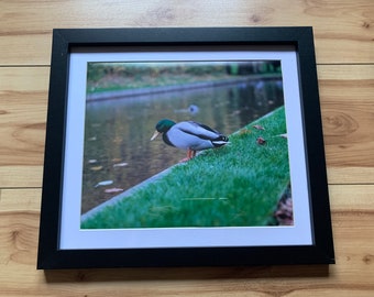 Duck by Water - Framed Print