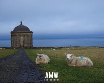 Mussenden Temple sheep - 8 x 6 Print