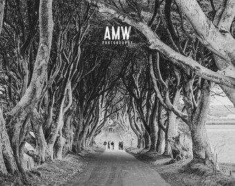 Dark Hedges - 8 x 6 Print