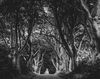 Dark Hedges - Black & White 12 x 8 print