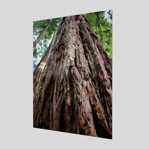 Redwood - Poster Print
