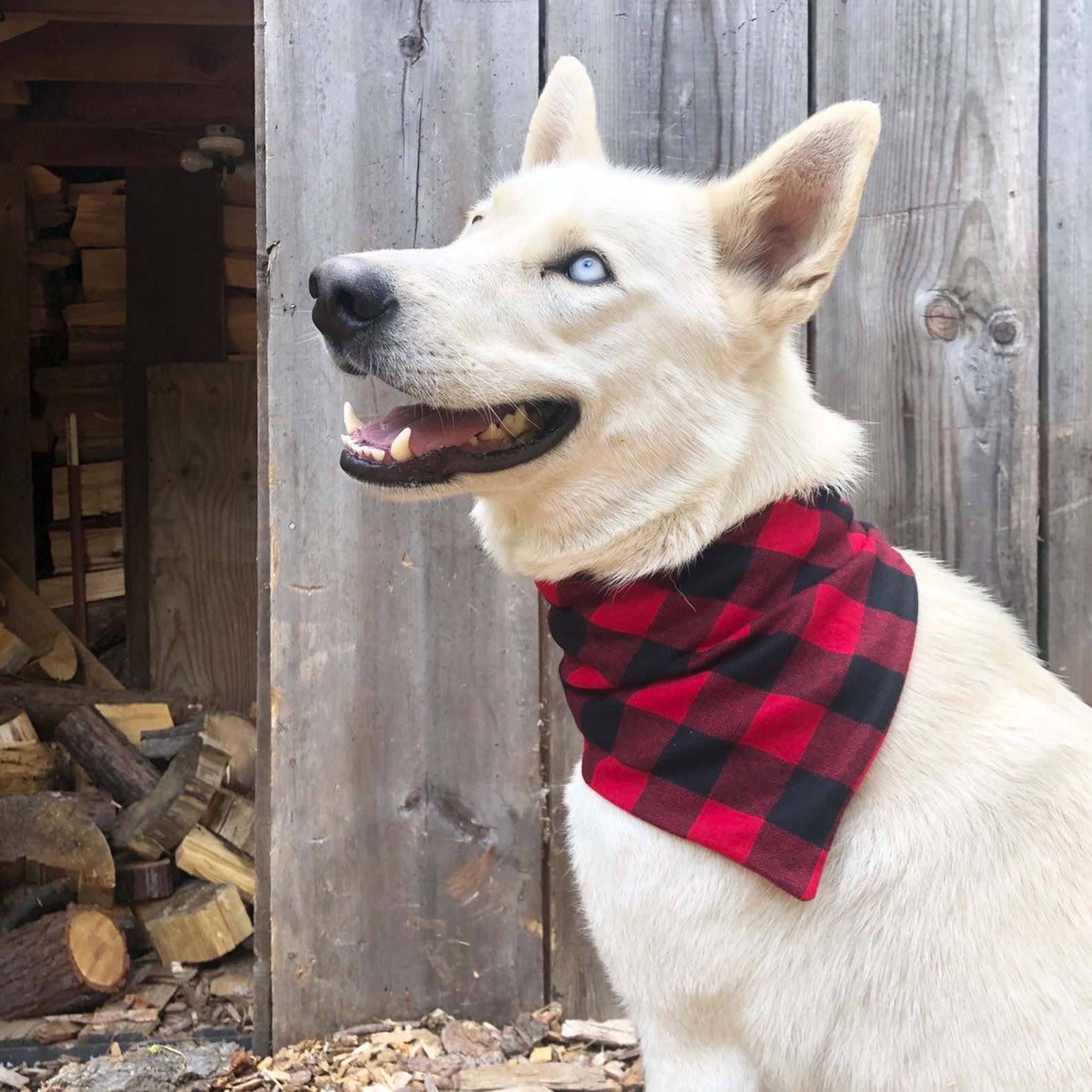 Dog bandana with matching Scrunchie bowtie pattern PDF sewing Etsy