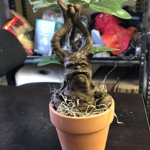 Könnte beinhalten: Eine braune, knorrige und detaillierte baumartige Figur mit einem Gesicht in einem Terrakotta-Topf mit grünem Moos. Die Figur hat ein Paar Arme, die über dem Kopf erhoben sind.